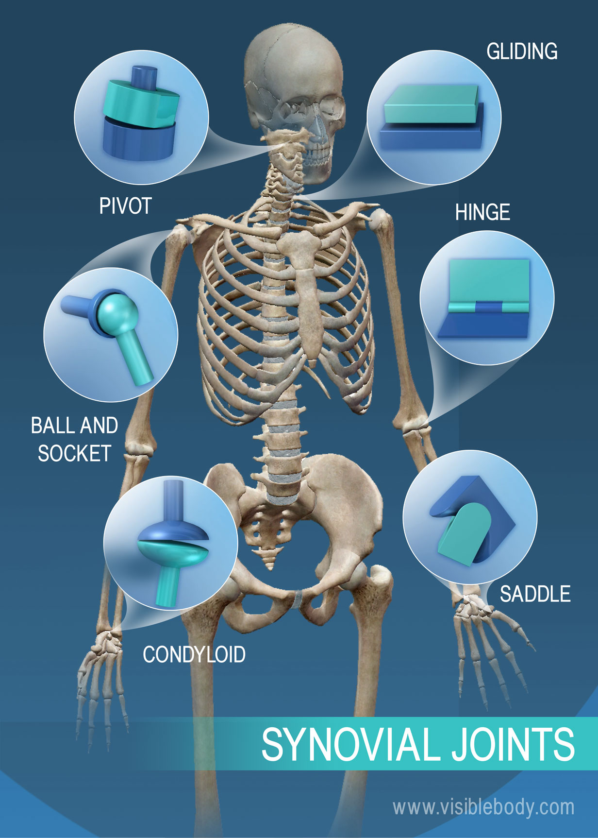 Bone and Joint