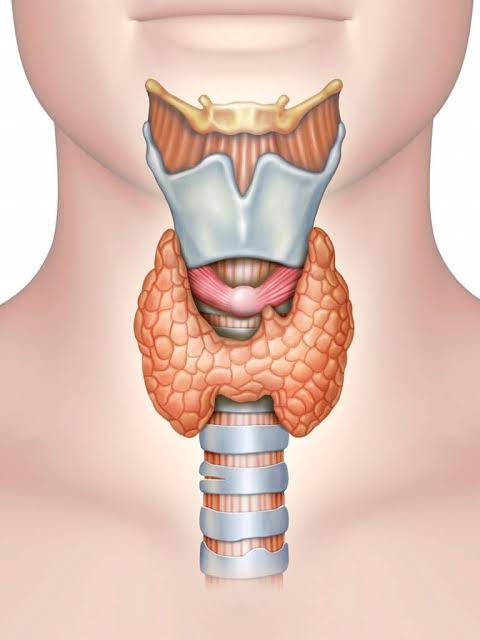 Thyroid